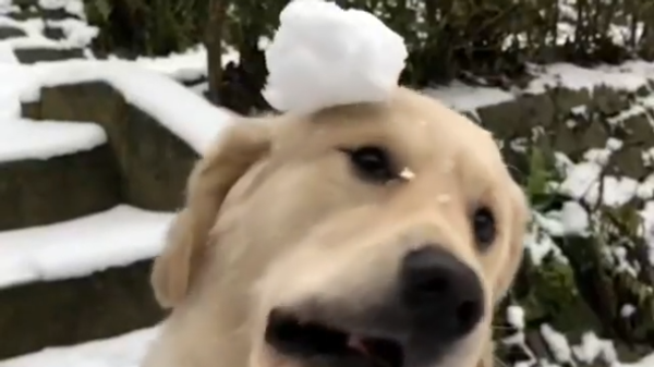 Dog Catches Snow Ball - Sputnik International