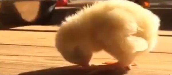 Chicken falling asleep - Sputnik International