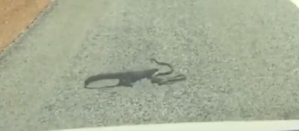 Lizard vs Snake - Sputnik International