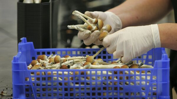 Magic mushrooms weighed and packaged at the Procare farm in Hazerswoude, central Netherlands - Sputnik International