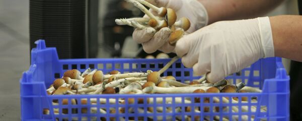 Magic mushrooms weighed and packaged at the Procare farm in Hazerswoude, central Netherlands Magic mushrooms weighed and packaged at the Procare farm in Hazerswoude, central Netherlands - Sputnik International