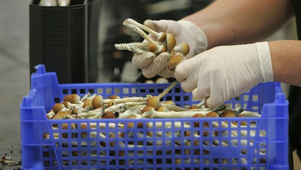 Magic mushrooms weighed and packaged at the Procare farm in Hazerswoude, central Netherlands - Sputnik International