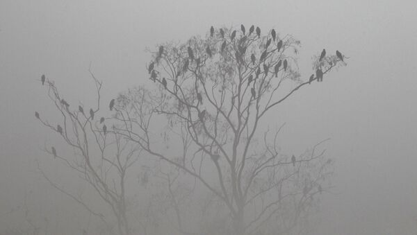 Birds sit on a tree in the dense smog - Sputnik International