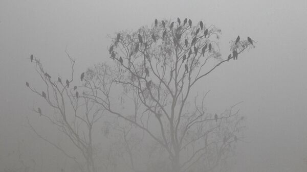 Birds sit on a tree in the dense smog in Lahore, Pakistan - Sputnik International