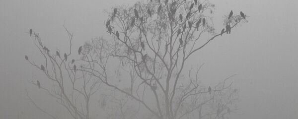 Birds sit on a tree in the dense smog Birds sit on a tree in the dense smog - Sputnik International