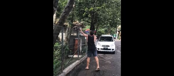 Tricking a Monkey Thief with a Banana - Sputnik International