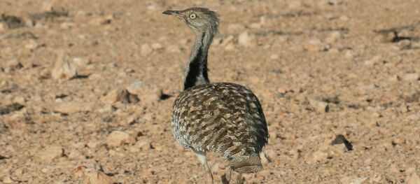 Houbara Bustard - Sputnik International