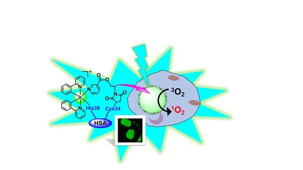 Nucleus‐Targeted Organoiridium–Albumin Conjugate for Photodynamic Cancer Therapy - Sputnik International