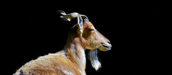 A markhor - Sputnik International