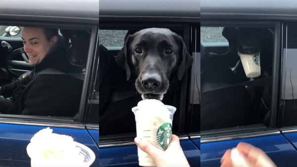 Black Labrador Collects Puppicino in Starbucks Drive-Thru - Sputnik International
