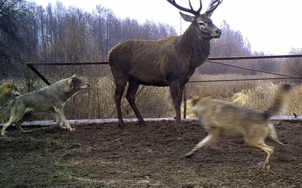 Nature’s Revenge: Wildlife in the Chernobyl Exclusion Zone - Sputnik International