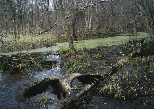 Nature’s Revenge: Wildlife in the Chernobyl Exclusion Zone - Sputnik International