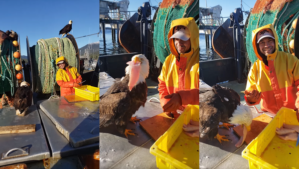 America First? Bald Eagle Nabs Fish From Canadian Trawling Ship - Sputnik International
