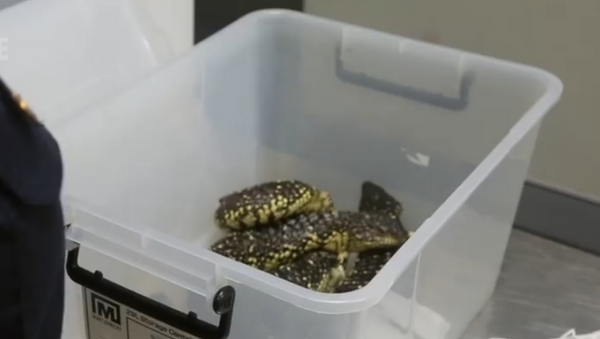 10 native lizards seized from passenger’s luggage at Sydney Airport - Sputnik International