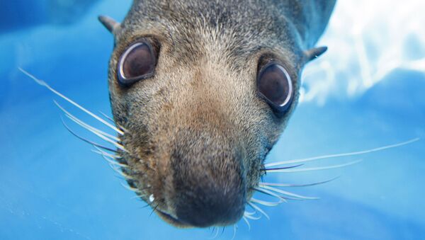 Mav,a New Zealand fur seal looks through the glass of a viewing window at the preview of a new exhibit at Sydney's Taronga Zoo Wednesday, April 2, 2008. - Sputnik International