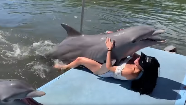 Big Dolphin Energy: Mammal Gets Fresh With Tourist in Cuba - Sputnik International