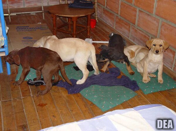 This 2005 photo provided by U.S. Drug Enforcement Administration officials shows puppies rescued from a farm in Colombia destined for use by a U.S. veterinarian working for a Colombian drug trafficking ring. Veterinarian Andres Lopez Elorez used the puppies to smuggle packets of liquid heroin on commercial flights to New York City, where the heroin packets were eventually cut out of the puppies, who died in the process, officials said. Elorez, who pleaded guilty in September to conspiring to import heroin into the United States, received a 6-year sentence on Thursday, Feb. 7, 2019. This 2005 photo provided by U.S. Drug Enforcement Administration officials shows puppies rescued from a farm in Colombia destined for use by a U.S. veterinarian working for a Colombian drug trafficking ring. Veterinarian Andres Lopez Elorez used the puppies to smuggle packets of liquid heroin on commercial flights to New York City, where the heroin packets were eventually cut out of the puppies, who died in the process, officials said. Elorez, who pleaded guilty in September to conspiring to import heroin into the United States, received a 6-year sentence on Thursday, Feb. 7, 2019. - Sputnik International