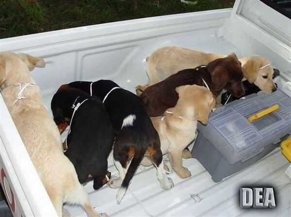 This 2005 photo provided by U.S. Drug Enforcement Administration officials shows puppies rescued from a farm in Colombia destined for use by a U.S. veterinarian working for a Colombian drug trafficking ring. Veterinarian Andres Lopez Elorez used the puppies to smuggle packets of liquid heroin on commercial flights to New York City, where the heroin packets were eventually cut out of the puppies, who died in the process, officials said. Elorez, who pleaded guilty in September 2018 to conspiring to import heroin into the United States, received a 6-year sentence on Thursday, Feb. 7, 2019. (U.S. Drug Enforcement Administration via AP, File) This 2005 photo provided by U.S. Drug Enforcement Administration officials shows puppies rescued from a farm in Colombia destined for use by a U.S. veterinarian working for a Colombian drug trafficking ring. Veterinarian Andres Lopez Elorez used the puppies to smuggle packets of liquid heroin on commercial flights to New York City, where the heroin packets were eventually cut out of the puppies, who died in the process, officials said. Elorez, who pleaded guilty in September 2018 to conspiring to import heroin into the United States, received a 6-year sentence on Thursday, Feb. 7, 2019. (U.S. Drug Enforcement Administration via AP, File) - Sputnik International