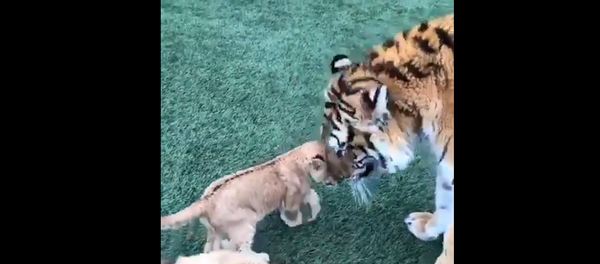 Tiger, lion, and dog Tiger, lion, and dog - Sputnik International