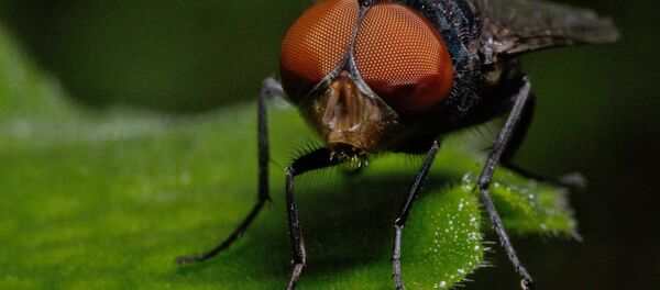 Fly Fly - Sputnik International