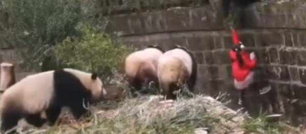 Girls Fell Into an Enclosure with Pandas Girls Fell Into an Enclosure with Pandas - Sputnik International