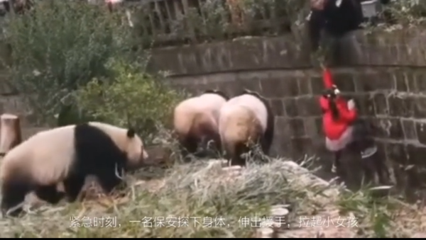 Girls Fell Into an Enclosure with Pandas - Sputnik International
