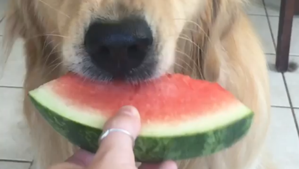 Golden Retriever Eats Watermelon - Sputnik International