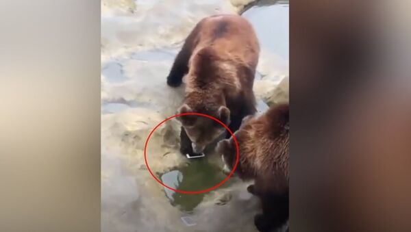 Embarrassed! Man accidentally throws iPhone to bears at a zoo - Sputnik International