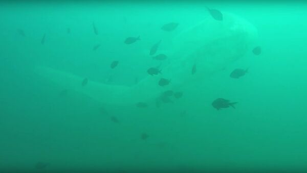 Sea creature mystery: Diver encounters 30-foot pyrosome - Sputnik International