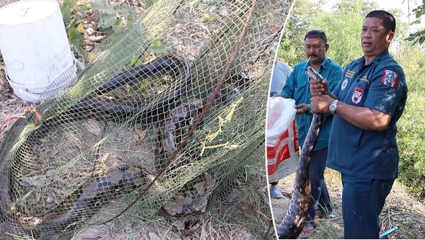 Fisherman Finds Massive Python In His Net - Sputnik International