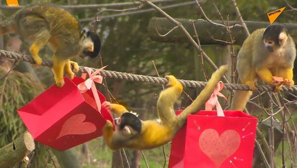 UK: Monkeys Get Valentine's Day Treats at Dunstable Zoo - Sputnik International