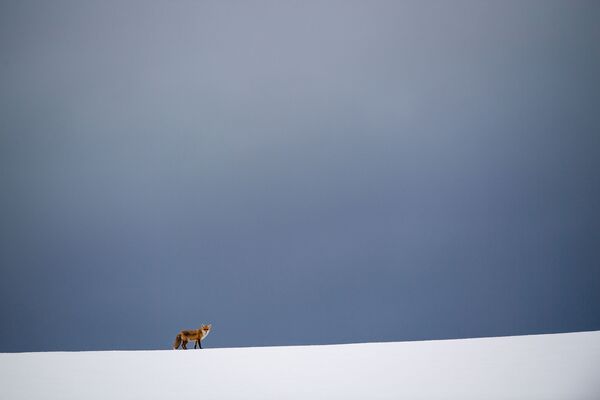 A Fox on a Snow-covered Field in Germany - Sputnik International