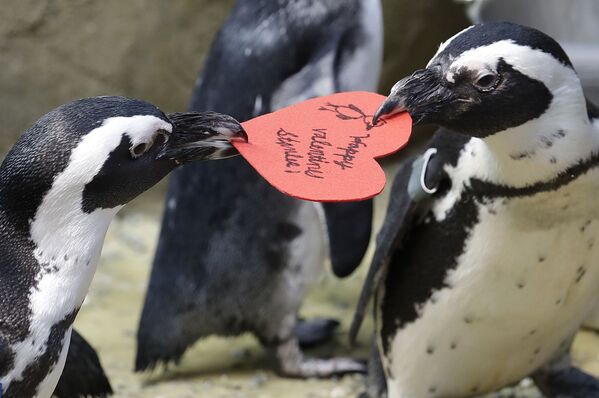 African Penguins Compete for a Heart-shaped Valentine in San Francisco - Sputnik International
