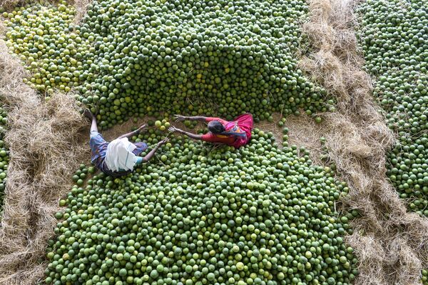 Indian Labourers Pick 'Mosambis' Fruits at a Fruit Market Near Hyderabad - Sputnik International