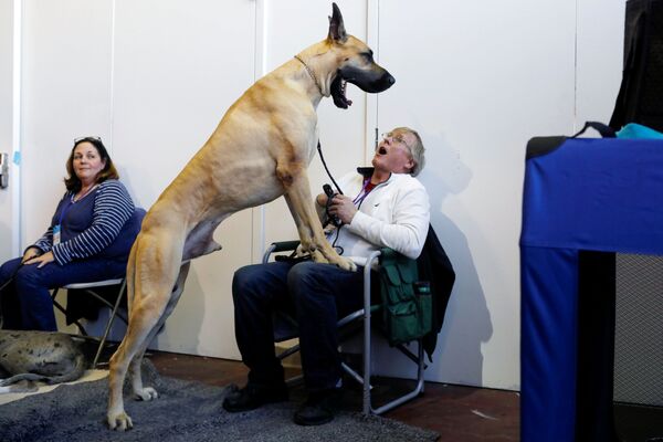 A Dog Yawns Standing on its Hind Legs During the Meet the Breeds Event in New York - Sputnik International
