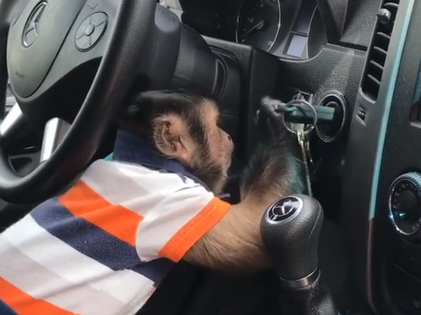 Monkey Wants to Drive Car Monkey Wants to Drive Car - Sputnik International