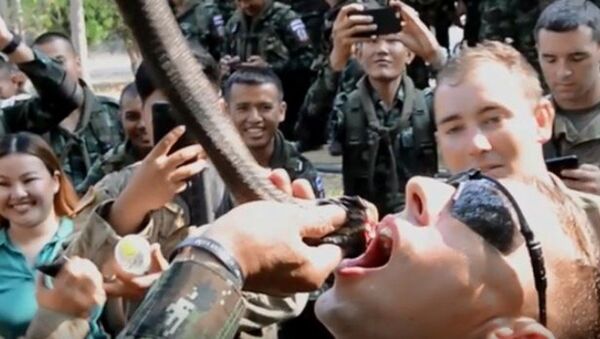 US Army Specialist drinks cobra blood in Thailand - Sputnik International