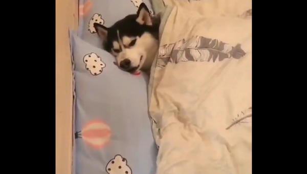 Huskies sleep in bed - Sputnik International