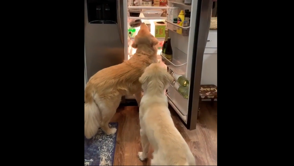 Dogs and fridge - Sputnik International