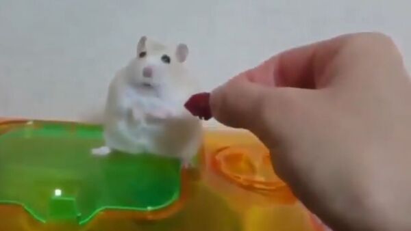 Hamster Refuses to Eat Strawberry - Sputnik International