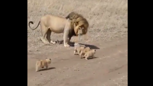 Lion and lion cubs - Sputnik International