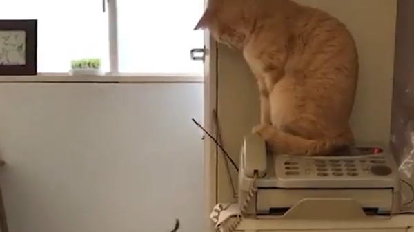 Cat Hits Its Feline Pal With Fish Toy - Sputnik International