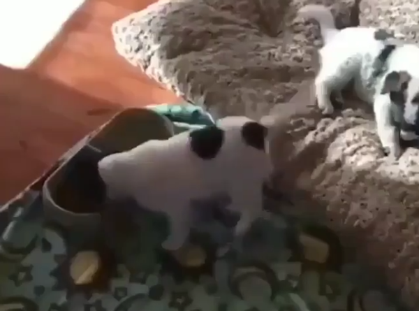 Happy Pup Dances Happy Pup Dances - Sputnik International