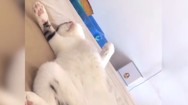 Cat is Sleeping - Sputnik International