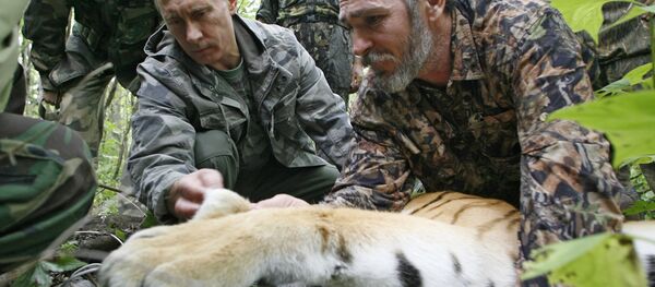 Prime Minister Vladimir Putin during a visit to the Ussurisky nature reserve in the Russian Far East, 2008 - Sputnik International