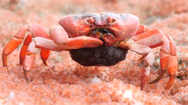 Cannibal Crab Eats Babbies - Sputnik International