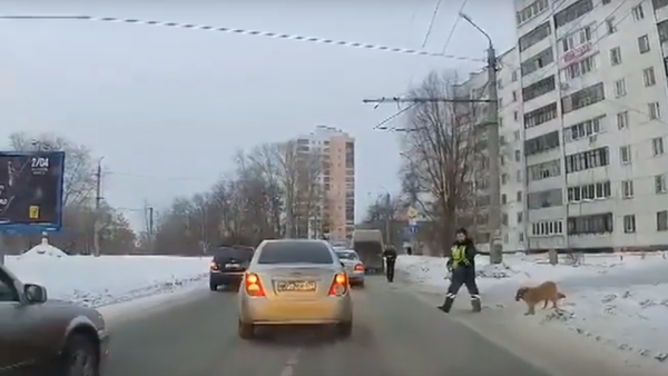 Traffic cop helps dog cross road in Chelyabinsk. - Sputnik International