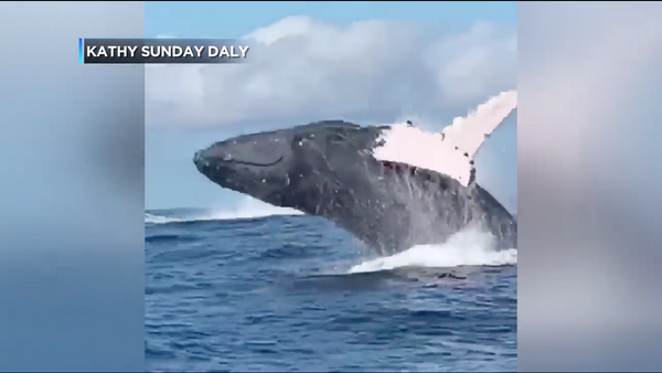 Paddle Boarders Witness Multiple Whale Breachings Mere Meters Away - Sputnik International