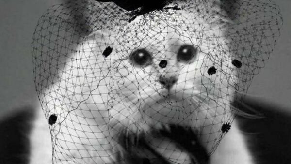 Karl Lagerfeld's pet cat Choupette - Sputnik International