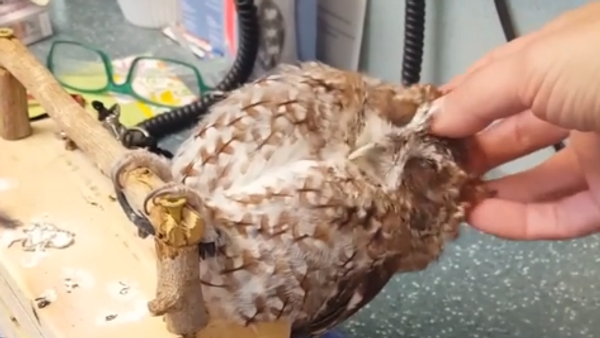 Owl is Petted - Sputnik International